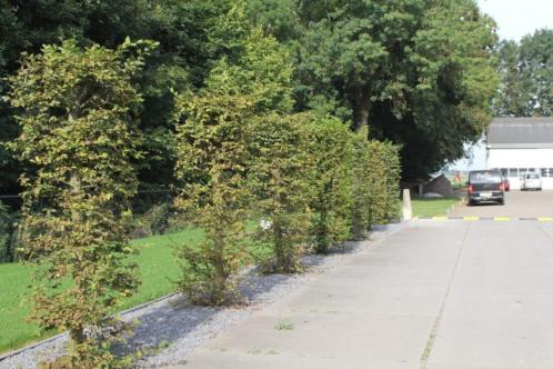 Beuken zuil