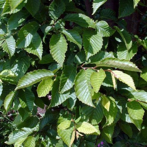 Beukenhaag Rodebeuk Groenebeuk Carpinus Fagus Ligustrum