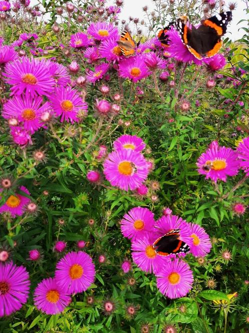 Bijen en Vlinder biologisch gekweekt planten