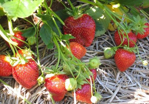 Biologische aardbeiplanten