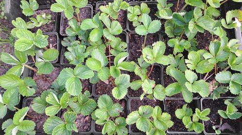 Biologische aardbeiplanten