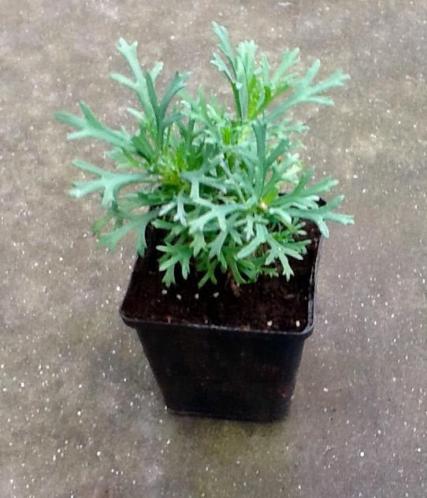 Biologische tuinplant Witte struik magriet 