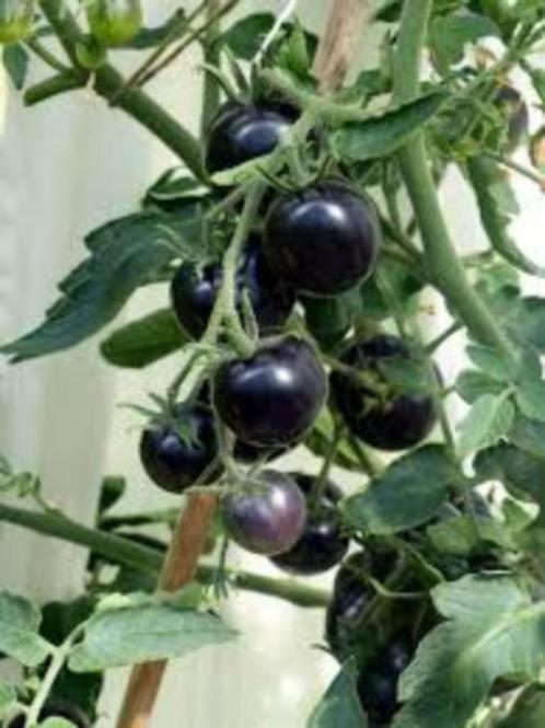 Biologische zwarte tomaten planten tomatenplantjes bijzonder