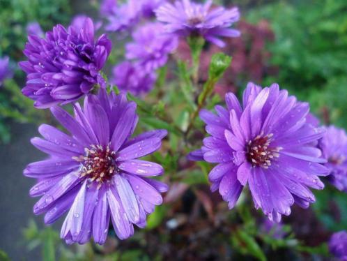 blauw en paars bloeiende vaste planten