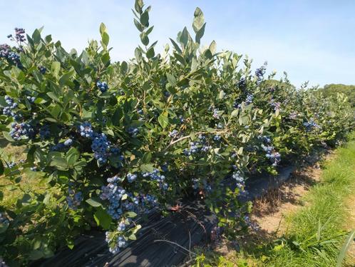 Blauwe Bessen planten x27Aurorax27 100-125cm van fruitkwekerij