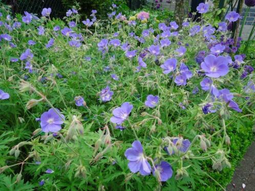 blauwe en paarse vaste planten van hobbyist