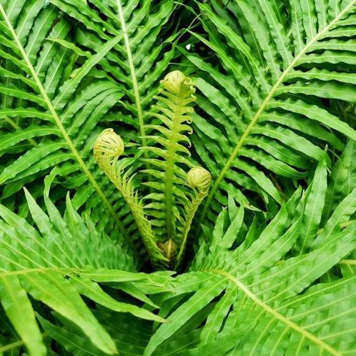 Blechnum - dwergboomvarens - Brasiliense, gibbum amp silver la