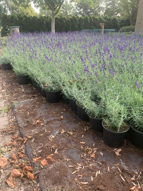 Bloeiende lavendel Hidcote in20cmpot winterhard paars 1wit