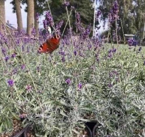 Bloeiende lavendel hidcote winterhard paars in1720cmpot 1