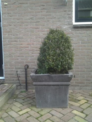 Bloembak met buxus