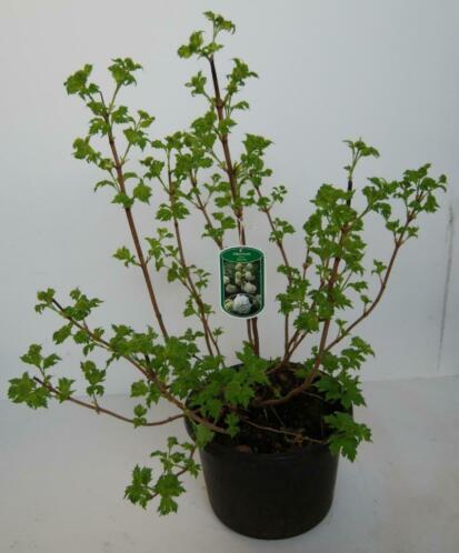 bloemen en planten