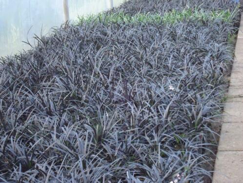 bodem bedekkend groen blijvend zwart gras ophiopogon