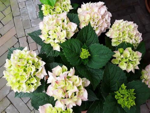 Boeren hortensia 039s 2 ltr pot. zoals ze gaan worden. 