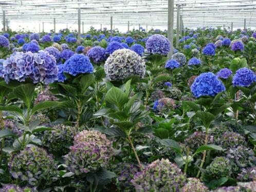 boeren hortensia planten, 10 ltr pot