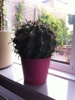 bolcactus