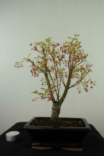 Bonsai Acer Batafurai Butterfly 34 cm, nr. 7543 top starter