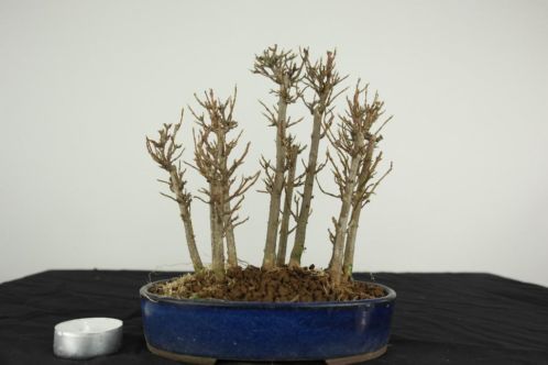 Bonsai Acer buer. bos 20cm, nr, 4482, herkomst Japan