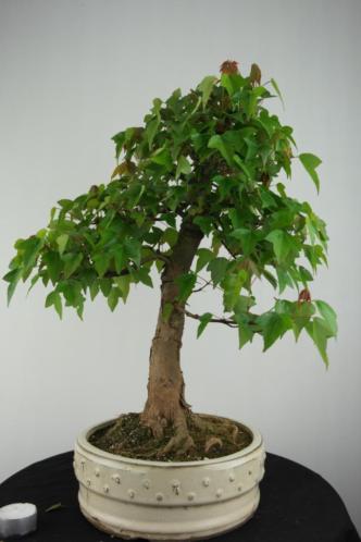 Bonsai Acer buergerianum, 36 cm boompje met potentie nr,6788