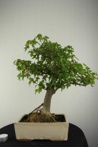 Bonsai Acer buergerianum, 40 cm, boom met potentie nr 6815