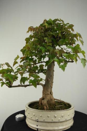Bonsai Acer buergerianum 45 cm, boom met potentie, nr, 6810