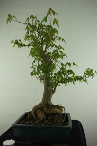 Bonsai Acer buergerianum, 48 cm, mooi oud boompje, nr, 6950