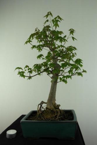 Bonsai Acer buergerianum, 50cm, boom met potentie, nr, 6909