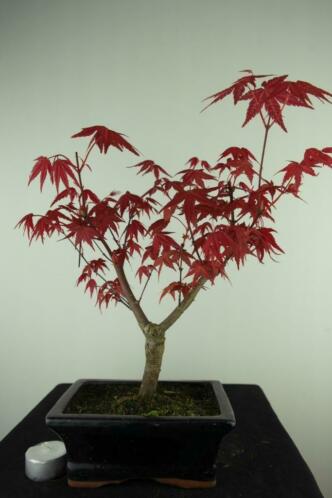 Bonsai Acer deshojo 35 cm, nr. 7719 fraaie starters boom