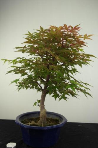 Bonsai Acer deshojo 45 cm, nr,6817, herk.Japan Pinkstershow