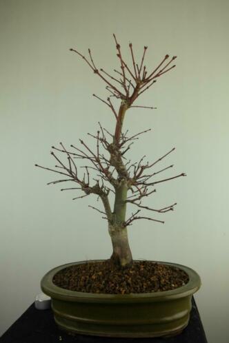 Bonsai Acer deshojo 47 cm, nr. 7508 Herkomst japan TOPKANS