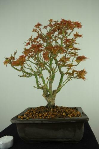 Bonsai Acer Kotohime 35 cm, nr. 7694 fraai boompje