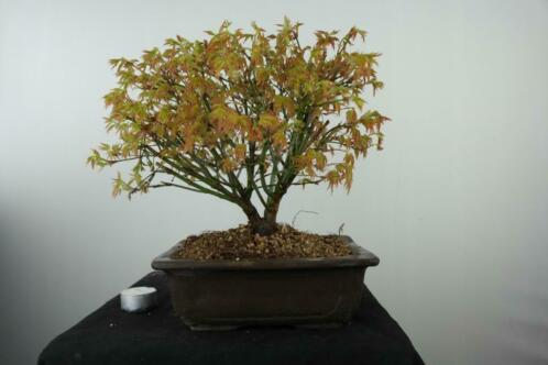 Bonsai Acer Kyohime 30 cm, nr, 7533, Fraai boompje, TOPKANS