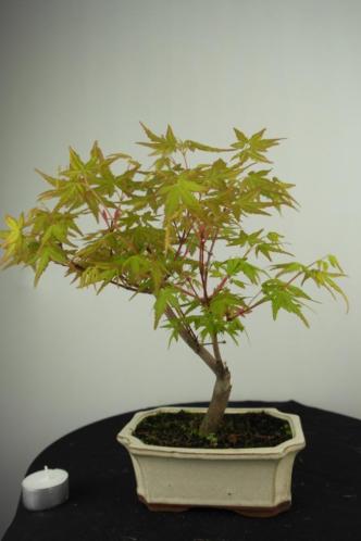 Bonsai Acer palm 30 cm, mooie starters boom, nr, 7021