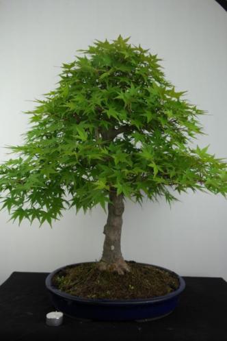 Bonsai Acer palm. 66 cm, Japanse boom nr, 6784 Pinkstershow