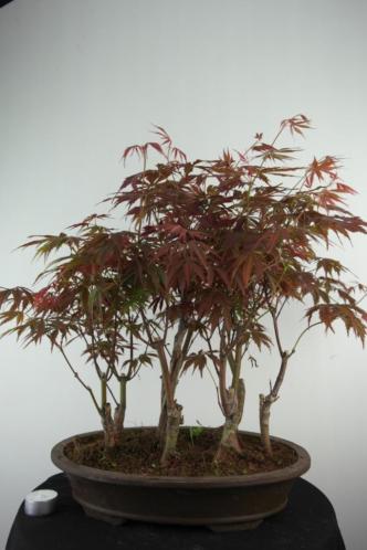 Bonsai Acer palm, atropurpurea 48 cm, nr, 7007 TOP starter.