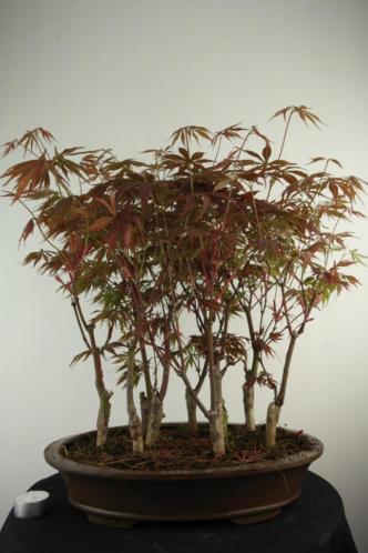 Bonsai Acer palm. atropurpurea bossage 48 cm. nr, 7005