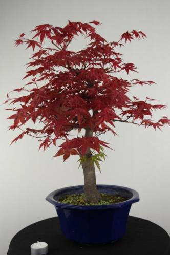 Bonsai Acer palm. deshojo 45 cm, herkomst Japan, nr, 6816
