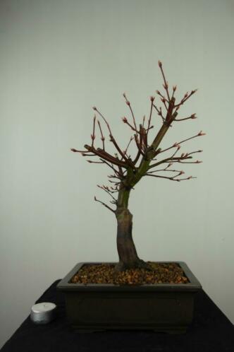 Bonsai Acer palmatum 40 cm, nr. 7652 Herkomst japan TOPKANS