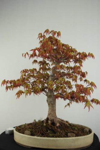 Bonsai Acer Palmatum, 42cm, fraaie Japanse boom, nr, 6782