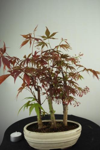 Bonsai Acer palmatum atropurpurea bos 35cm, nr, 7014