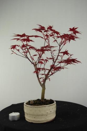Bonsai Acer palmatum deshojo 32 cm, nr, 6941 Leuke starter