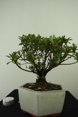 Bonsai Azalea 24 cm, leuke starter en voordelig , nr, 7341