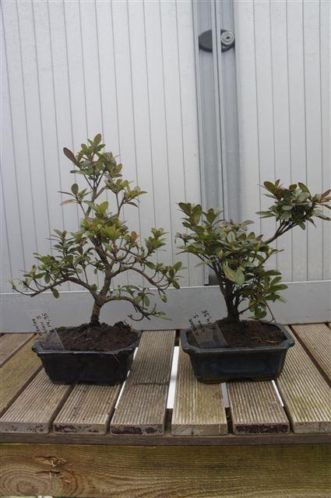 Bonsai Azalea 2530 CM hoog S vorm