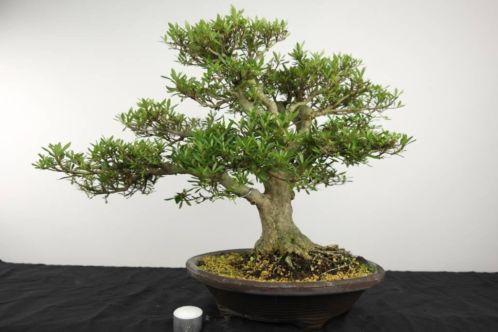 Bonsai Azalea Satsuki Korin, 47 cm, nr. 3227, SUMMER SALE