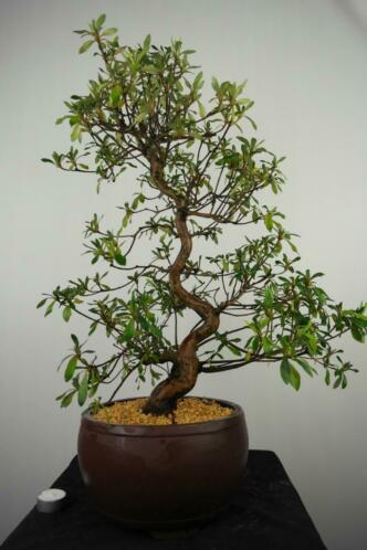 Bonsai Azalea Satsuki Shinsen 70 cm Japanse boom, nr, 7658