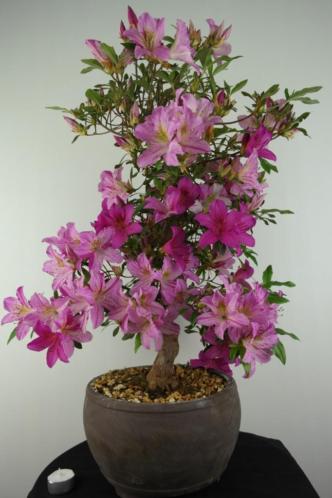 Bonsai Azalea Satsuki shisen 67 cm, mooie Japanse boom 7051