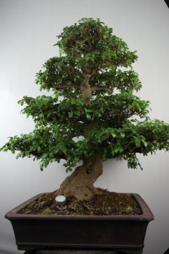 Bonsai AzaleaSatsuki gyoten,82 cm Japanse boom, nr,7049 TOP