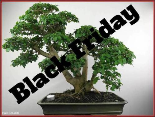 Bonsai Black Friday 23 nov. 20 korting op alle Bonsai