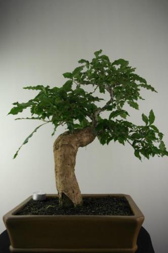 Bonsai Bougainvillea 55 cm, fraaie oude boom, nr, 6868