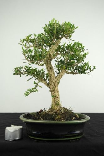 Bonsai Buxus 27cm, mooi oud boompje, nr, 3974