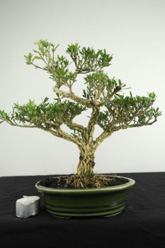 Bonsai Buxus 27cm, mooi oud en verfijnd boompje, nr, 3977